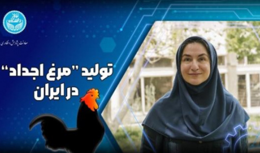 Kowsar Intelligent Research Center of Tehran University's Endeavor for Self-Sufficiency in Producing Iranian Parent Stock Chickens