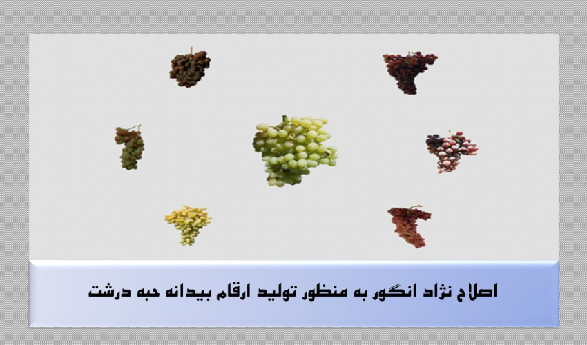 اصلاح نژاد انگور به منظور تولید ارقام بیدانه حبه درشت