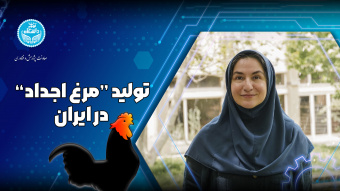 تلاش مرکز تحقیقات هوشمند کوثر دانشگاه تهران برای خودکفایی در تولید مرغ اجداد ایرانی