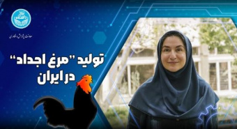 تلاش مرکز تحقیقات هوشمند کوثر دانشگاه تهران برای خودکفایی در تولید مرغ اجداد ایرانی